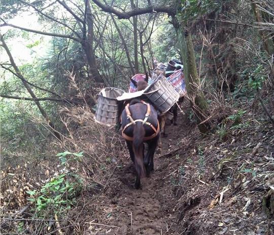 深圳马帮运输公司