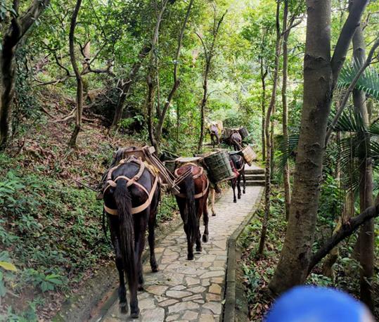 深圳马队运输电话