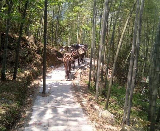 深圳马队运输公司