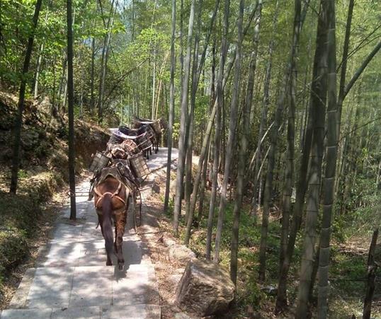 深圳山路马队运输