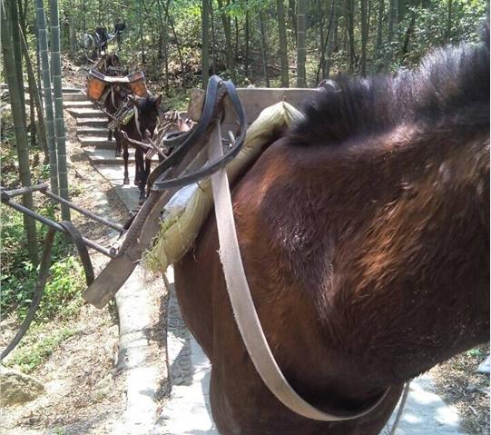 深圳骡马队运输