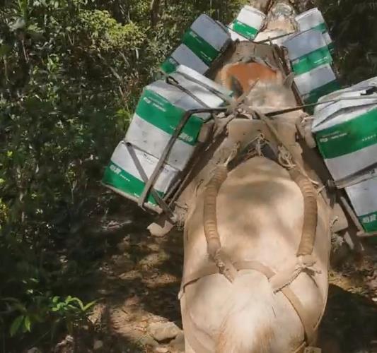 深圳骡马山路运输