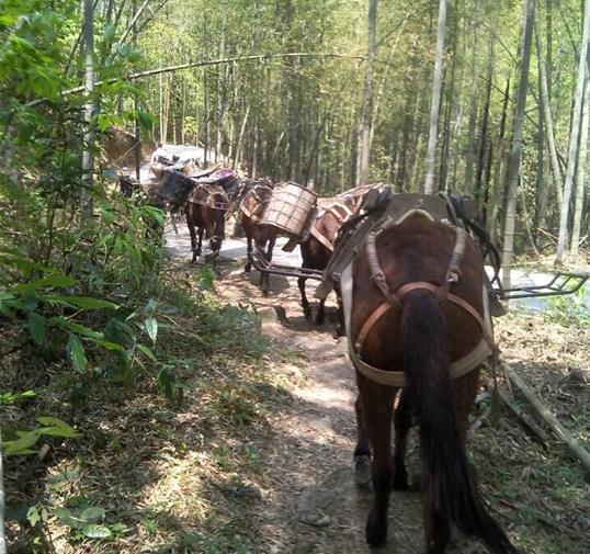 深圳骡马运输公司