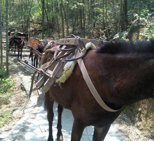 深圳山路骡马运输