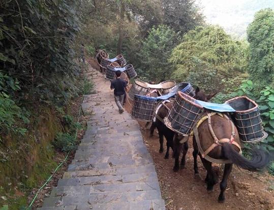 深圳骡马运输电话