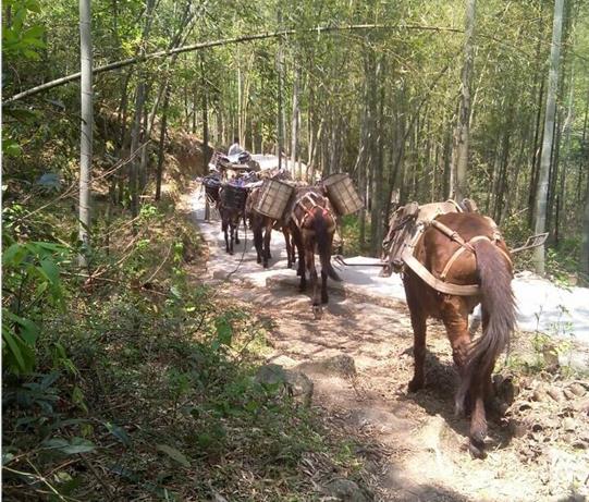 深圳马帮运输电话