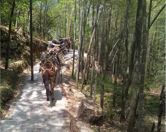 深圳山区骡马运输