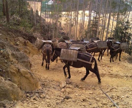 深圳山区马队运输